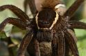 Dolomedes_fimbriatus_D5094_Z_91_Canal du Nivernais_Frankrijk